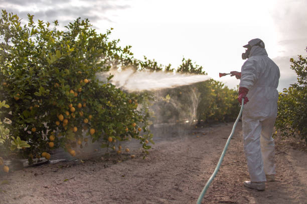 Best Local Pest Control Services  in Cobb Island, MD